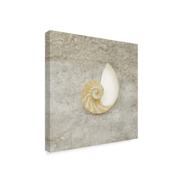 Lightboxjournal 'Gypsy Sea Dark Shell Spiral' Canvas Art,14x14